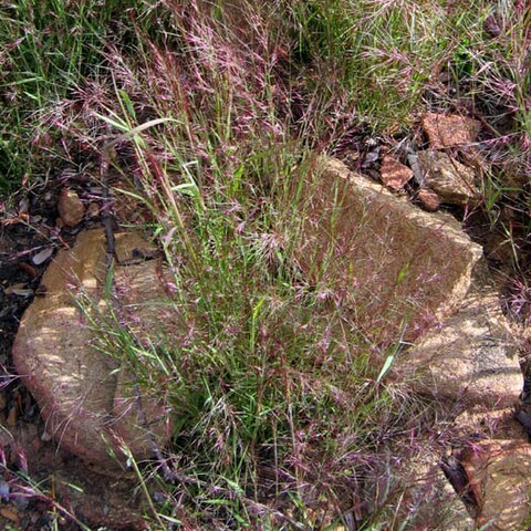 Muhlenbergia microsperma unspecified picture