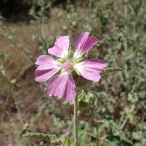 Malva unguiculata unspecified picture