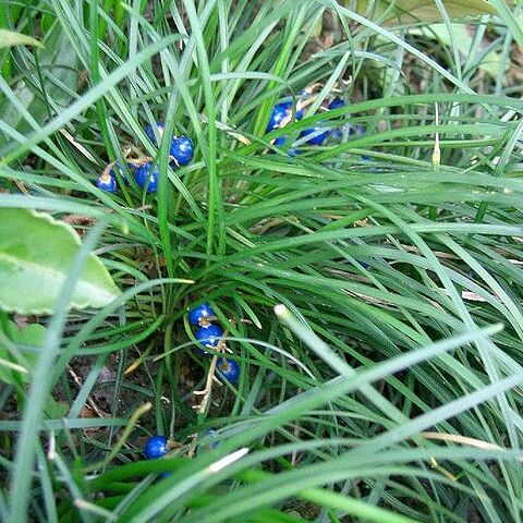 Ophiopogon unspecified picture