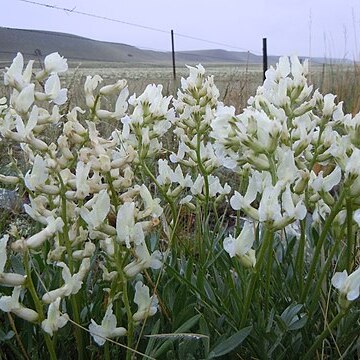 Oxytropis sericea unspecified picture