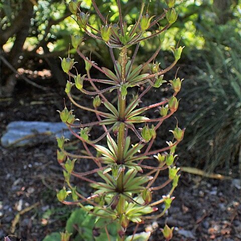 Ourisia macrocarpa unspecified picture