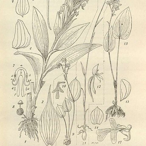 Megalorchis unspecified picture