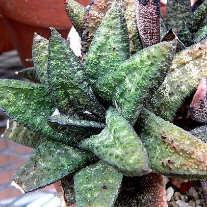 Gasteria batesiana unspecified picture