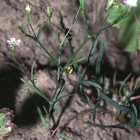 Gypsophila muralis unspecified picture