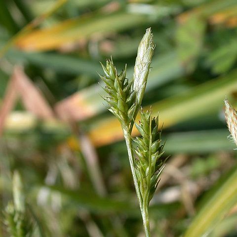 Carex breviculmis unspecified picture