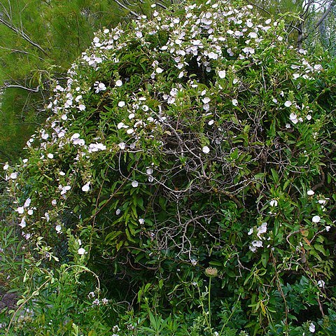 Convolvulus canariensis unspecified picture