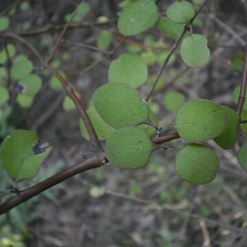 Coprosma crassifolia unspecified picture