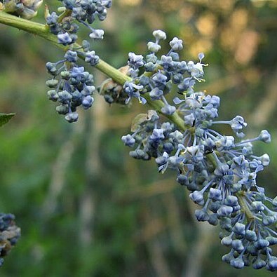 Ceanothus leucodermis unspecified picture