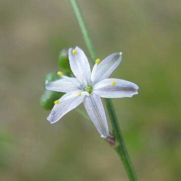 Caesia parviflora unspecified picture