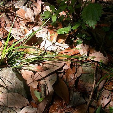 Carex rhizopoda unspecified picture