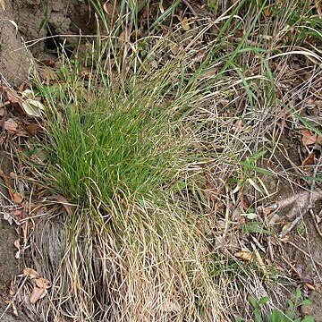 Carex lanceolata unspecified picture