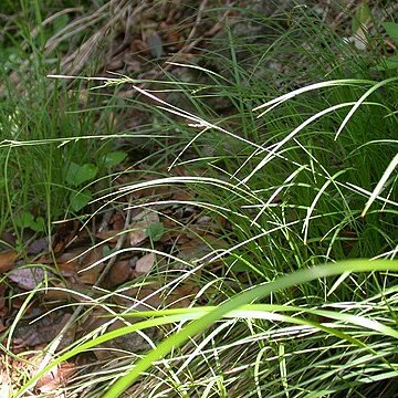 Carex duvaliana unspecified picture