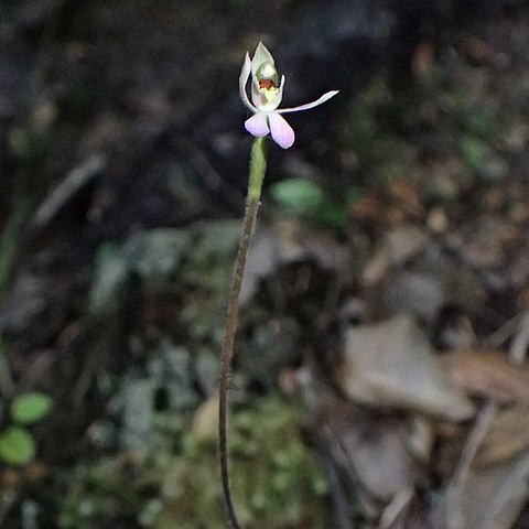 Caladenia variegata unspecified picture