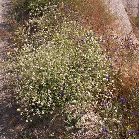 Crambe orientalis unspecified picture