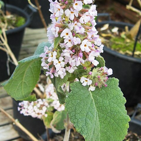 Buddleja tibetica unspecified picture