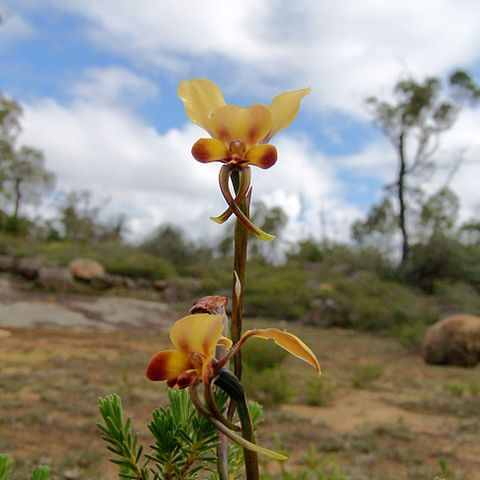 Diuris brumalis unspecified picture