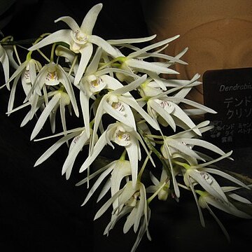 Dendrobium jonesii unspecified picture