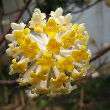 Edgeworthia unspecified picture