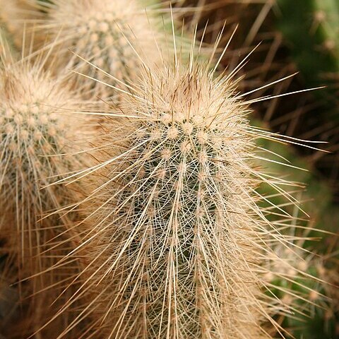 Echinocereus rayonesensis unspecified picture