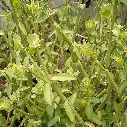 Euphorbia heterodoxa unspecified picture