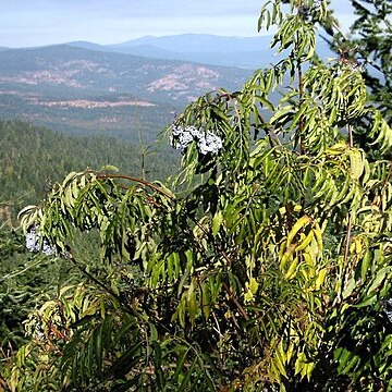 Sambucus cerulea unspecified picture