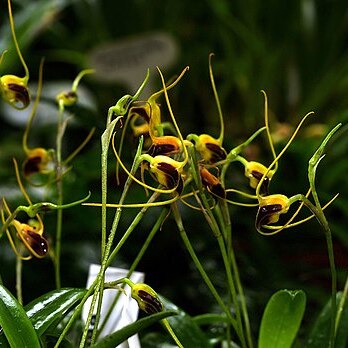 Masdevallia oreas unspecified picture