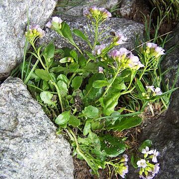 Arabidopsis neglecta (schult.) o'kane unspecified picture