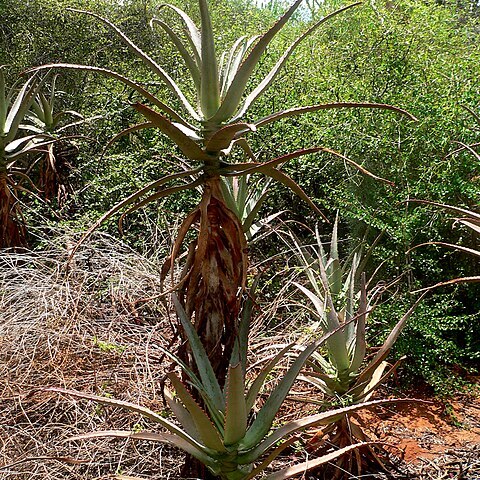 Aloe divaricata unspecified picture