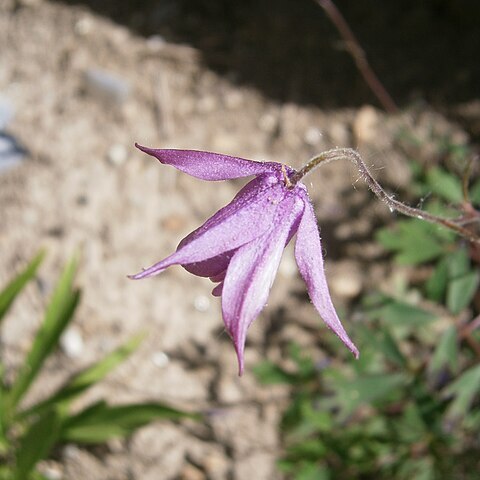 Aquilegia ecalcarata unspecified picture