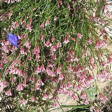 Asperula rupicola unspecified picture