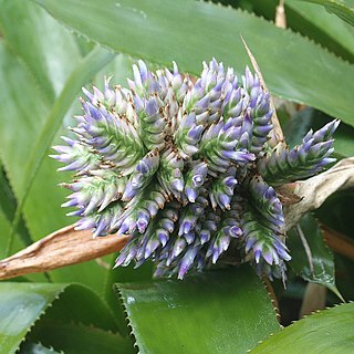 Aechmea serrata unspecified picture