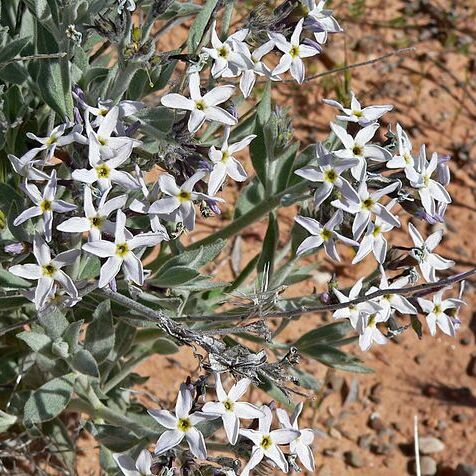 Amsonia unspecified picture