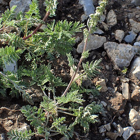 Artemisia atrata unspecified picture