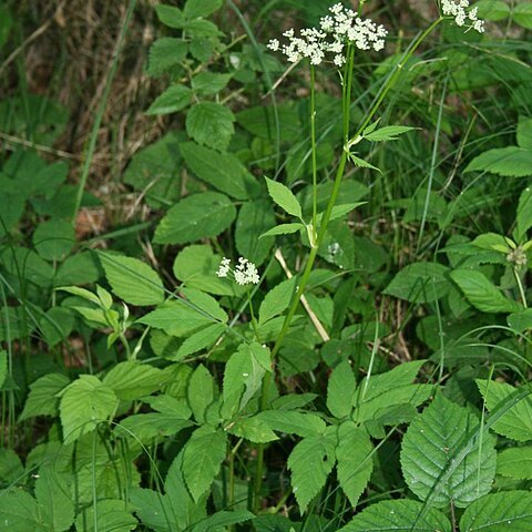 Aegopodium unspecified picture