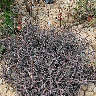 Aloe cremnophila unspecified picture