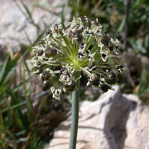 Allium meronense unspecified picture