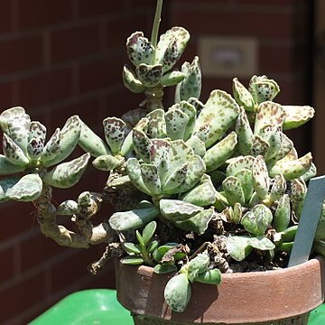 Adromischus cooperi unspecified picture