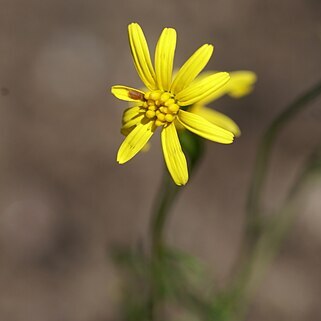 Steirodiscus tagetes unspecified picture