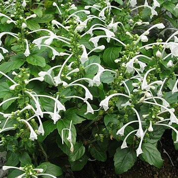 Scutellaria longituba unspecified picture