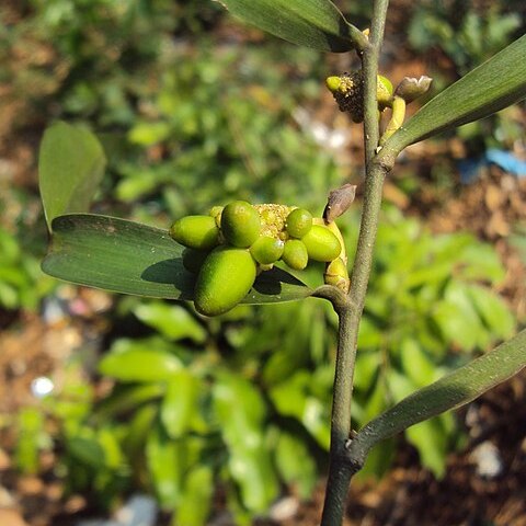 Pothos scandens unspecified picture