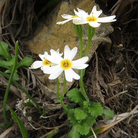 Primula macrocarpa unspecified picture