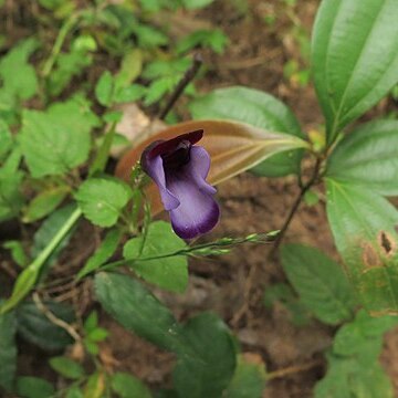 Torenia bicolor unspecified picture