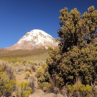 Polylepis tarapacana unspecified picture