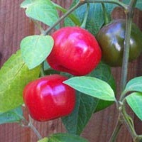 Capsicum pubescens unspecified picture