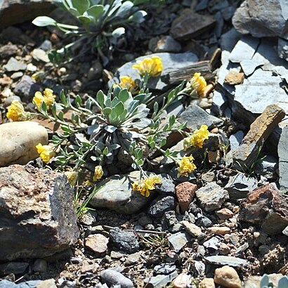 Physaria alpina unspecified picture