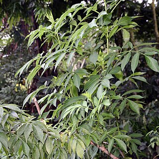 Sambucus mexicana unspecified picture