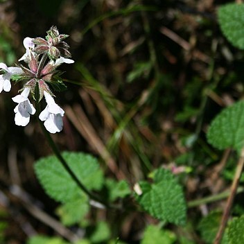 Stachys reticulata unspecified picture