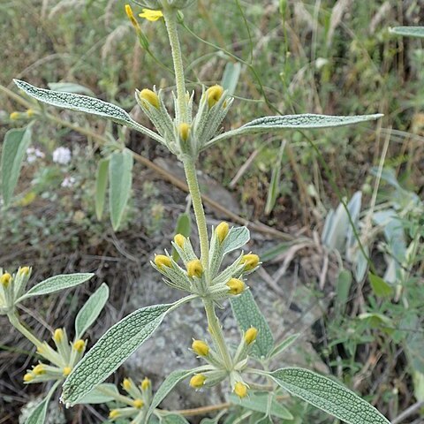 Phlomis armeniaca unspecified picture