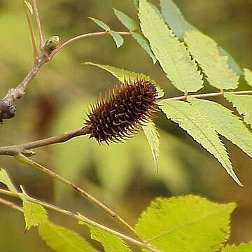 Platycarya strobilacea unspecified picture