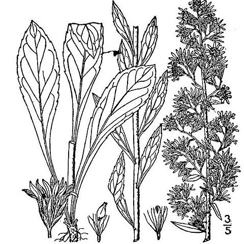 Solidago puberula unspecified picture